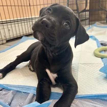 A baby small-sized male Mixed Breed dog named Portland for adoption in East Montpelier, VT