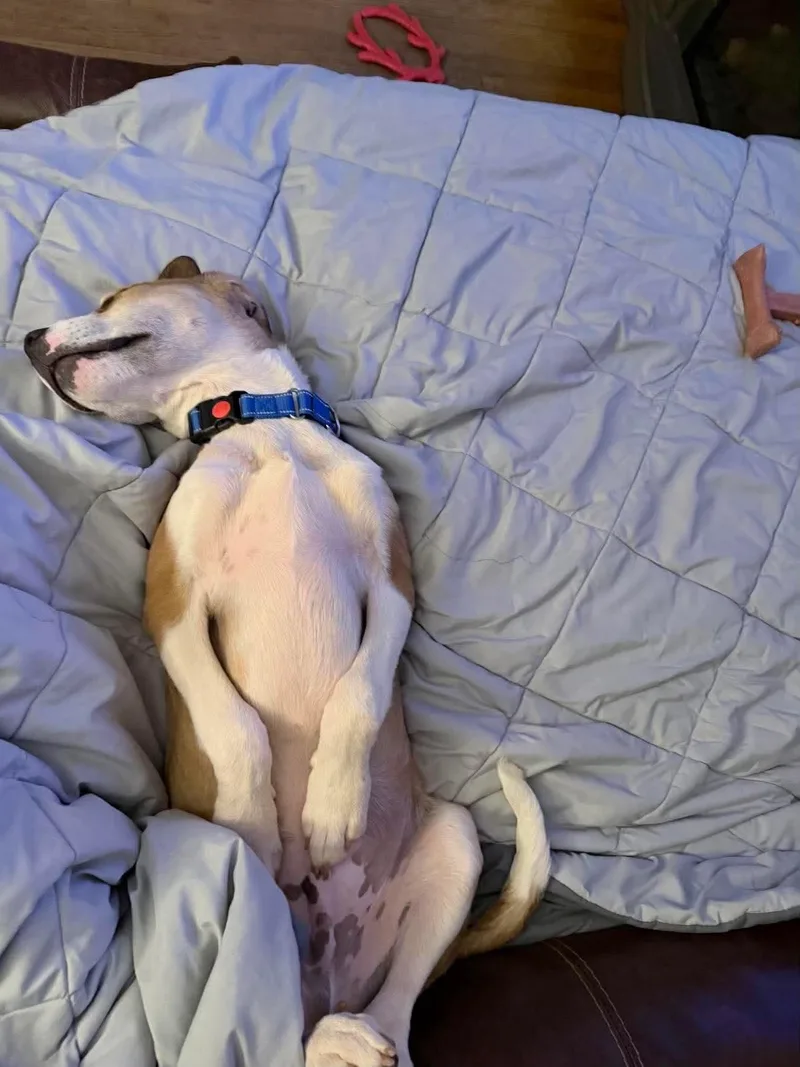 A baby medium-sized male Mixed Breed dog named Chuck for adoption in Highland, NY