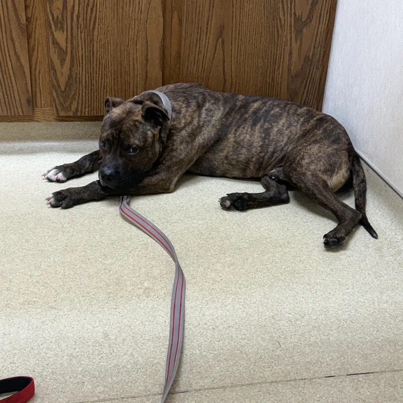 A young medium-sized male Brindle Pit Bull Terrier dog named Gus for adoption in Livonia, MI