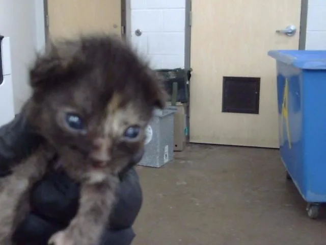 A baby medium-sized female Domestic Long Hair cat named Doris for adoption in Dallas, TX