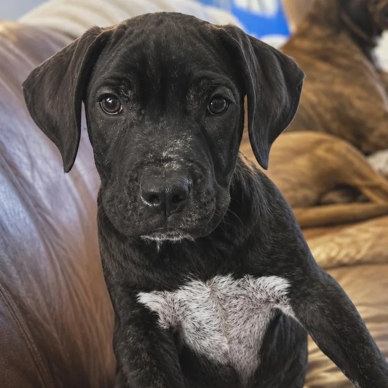 A baby medium-sized male Labrador Retriever dog named Jim Dandy for adoption in Helena, AL