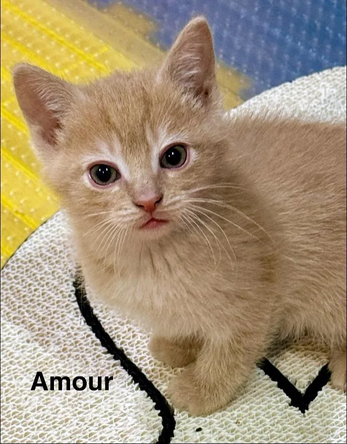 A baby small-sized male Buff / Tan / Fawn Domestic Short Hair cat named Amour for adoption in Kenosha, WI