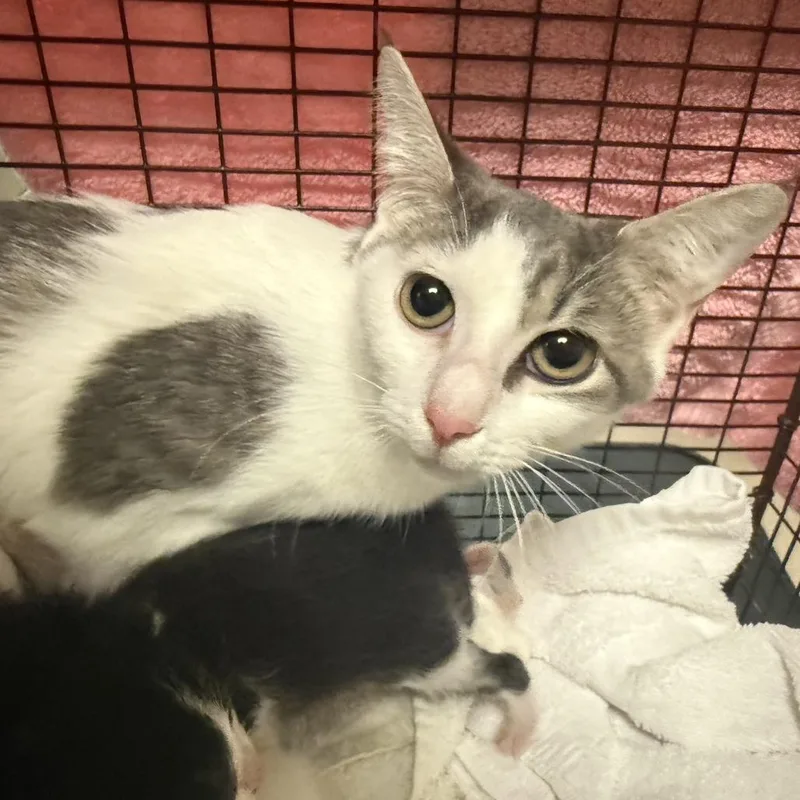 A young small-sized female Gray / Blue / Silver Domestic Short Hair cat named Colonia for adoption in Chicago, IL