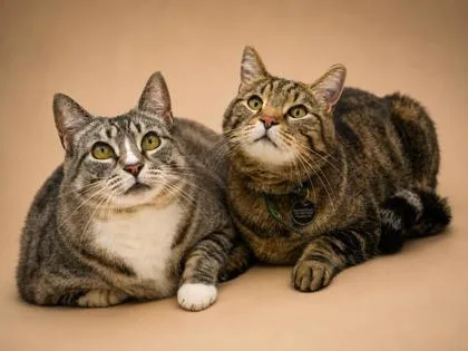 An adult large-sized male Domestic Short Hair cat named Dashiel for adoption in Bowling Green, KY