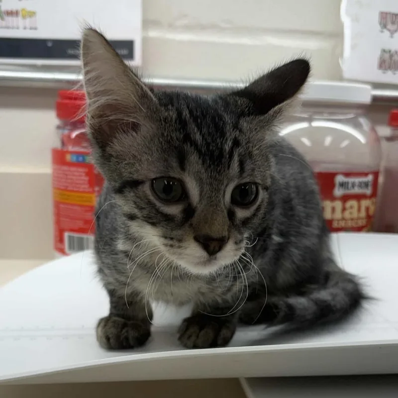 A baby small-sized male Brown / Chocolate Domestic Short Hair cat named Nate for adoption in Beaumont, TX