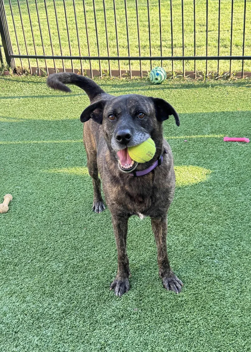 An adult large-sized male Boxer dog named Apollo for adoption in Fort Worth, TX