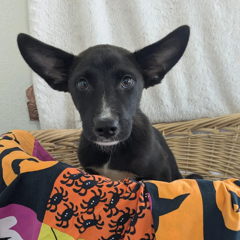Nyx