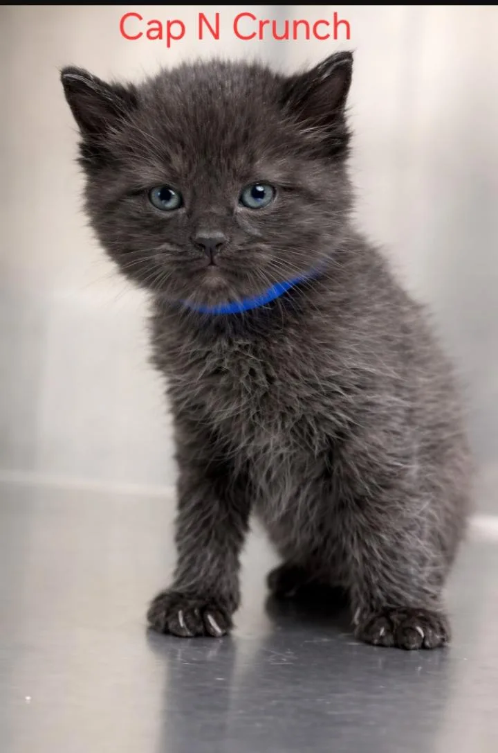 A young medium-sized male Black Domestic Short Hair cat named Cap n crunch for adoption in Rochester, NY