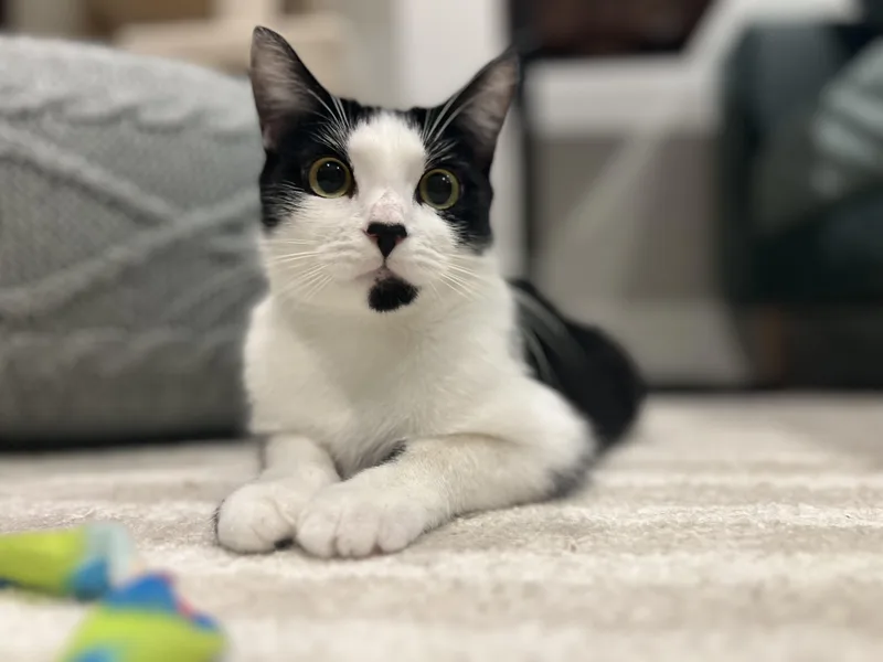A young medium-sized female Black & White / Tuxedo Domestic Short Hair cat named Essie for adoption in Fairfax, VA