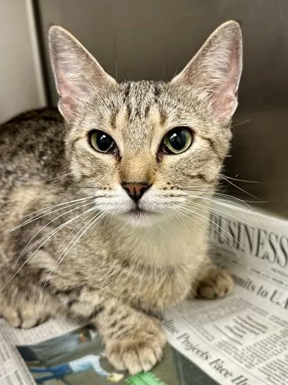 An adult medium-sized female Buff / Tan / Fawn Domestic Short Hair cat named Holly for adoption in Wichita, KS