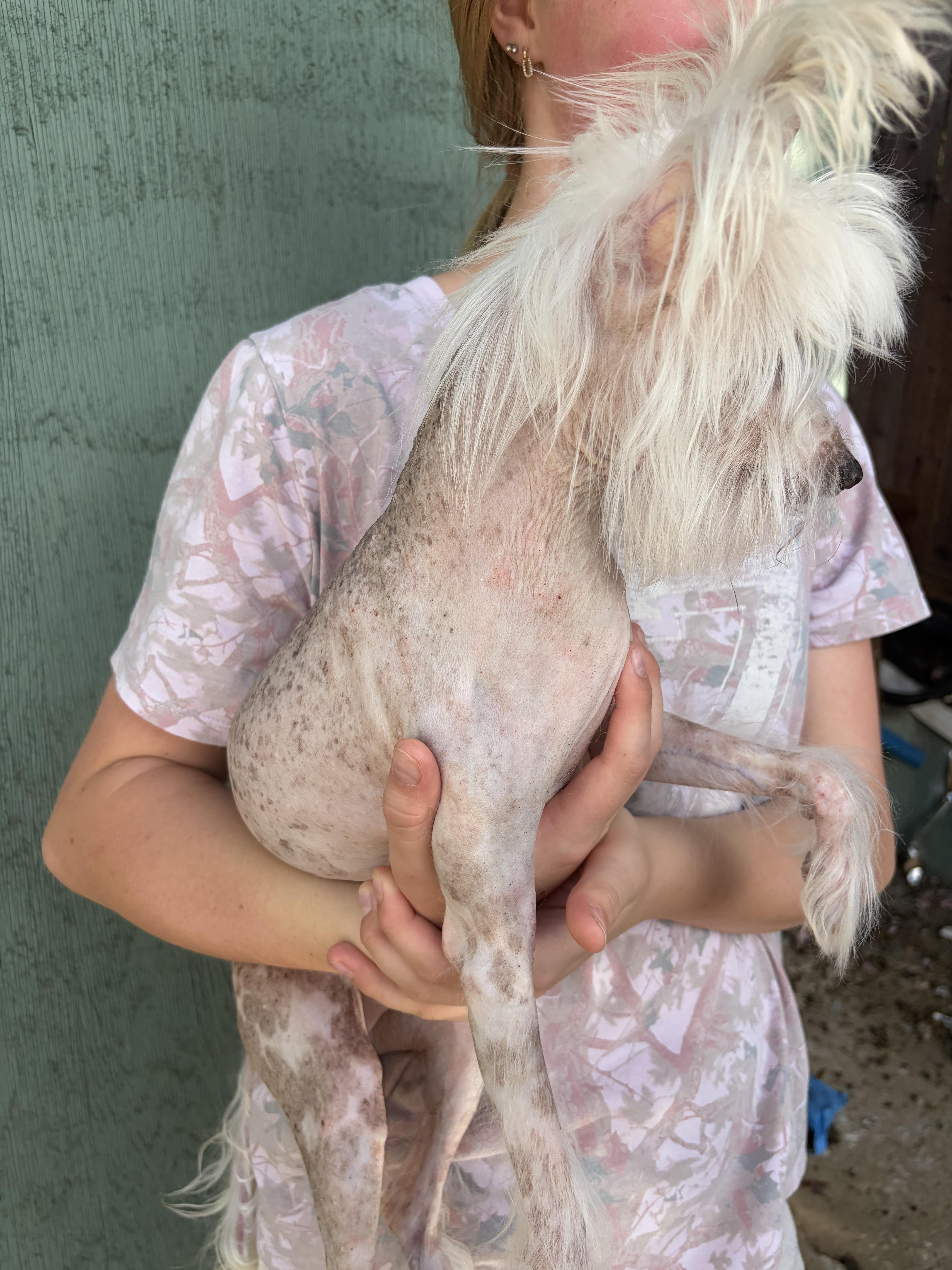 A senior small-sized male Chinese Crested Dog dog named Beedabooda for adoption in Corona, CA