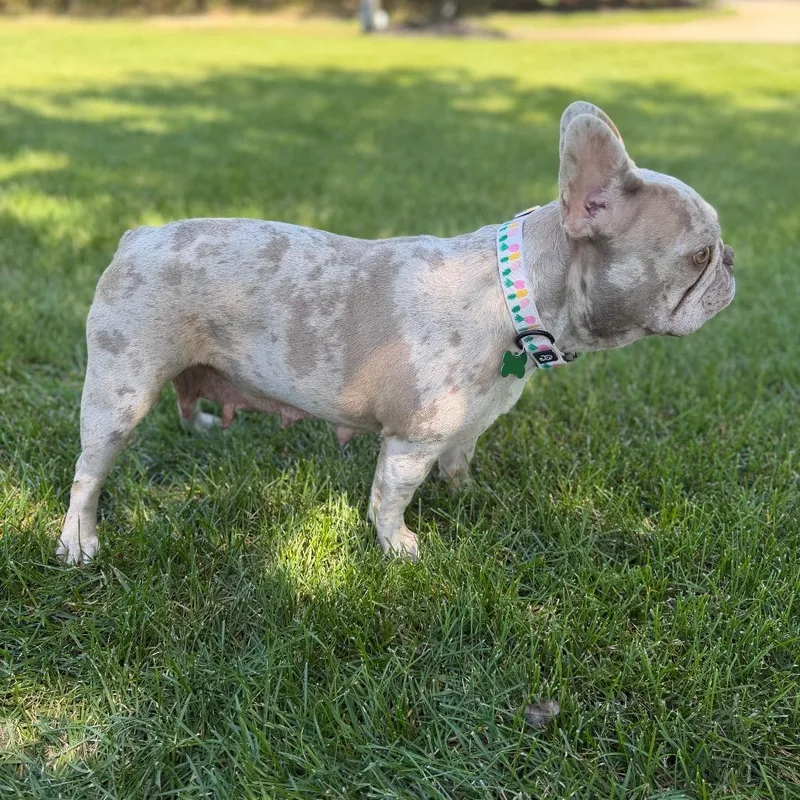 An adult medium-sized female French Bulldog dog named Autumn for adoption in Medford, NJ