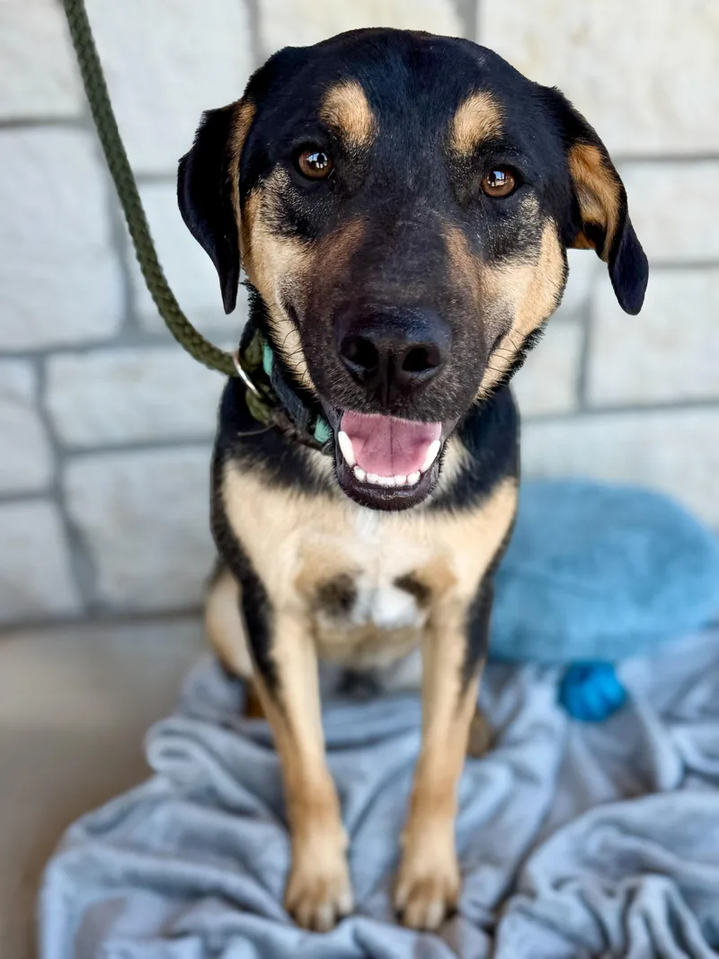 An adult medium-sized male Yellow / Tan / Blond / Fawn Labrador Retriever dog named Lyles for adoption in Livingston, TX