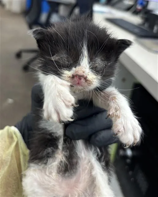 A baby medium-sized male Domestic Short Hair cat named Light for adoption in Dallas, TX