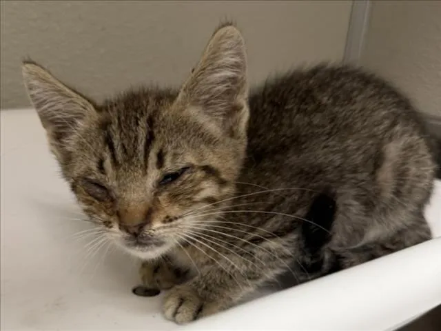 A baby small-sized male Domestic Short Hair cat named Starch for adoption in Tracy, CA