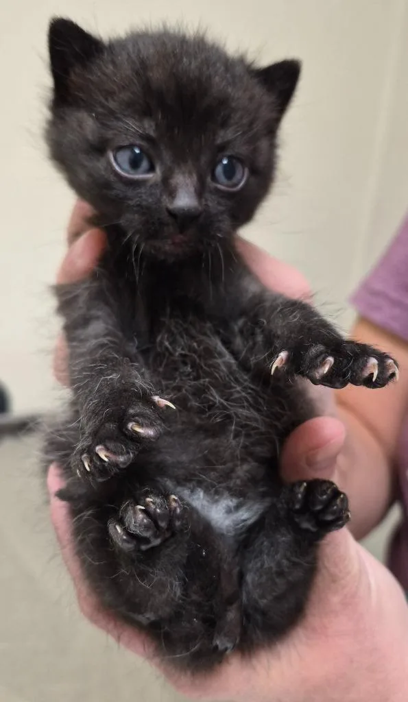 A baby medium-sized male Domestic Short Hair cat named Count Chocula for adoption in Christiansburg, VA