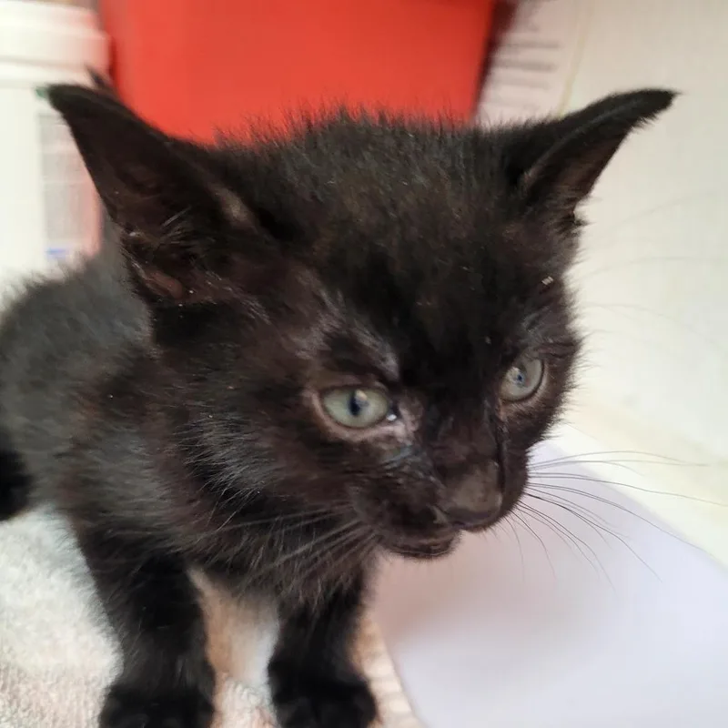 A baby small-sized female Domestic Short Hair cat named Chloe for adoption in Allyn, WA