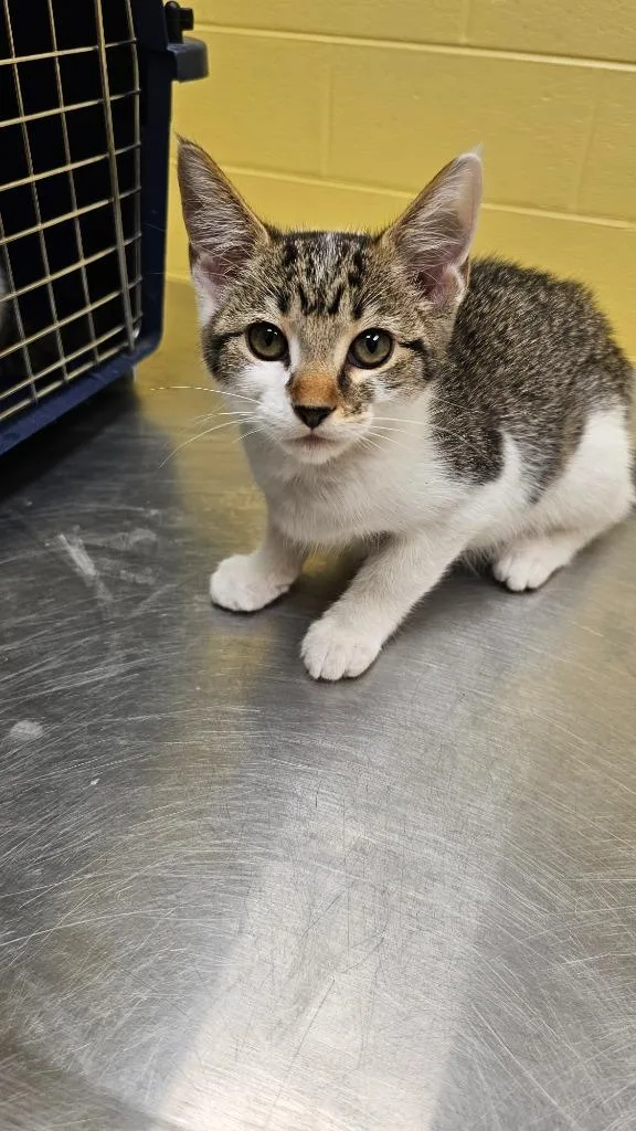 A baby small-sized female Domestic Short Hair cat named Cava for adoption in Crossville, TN