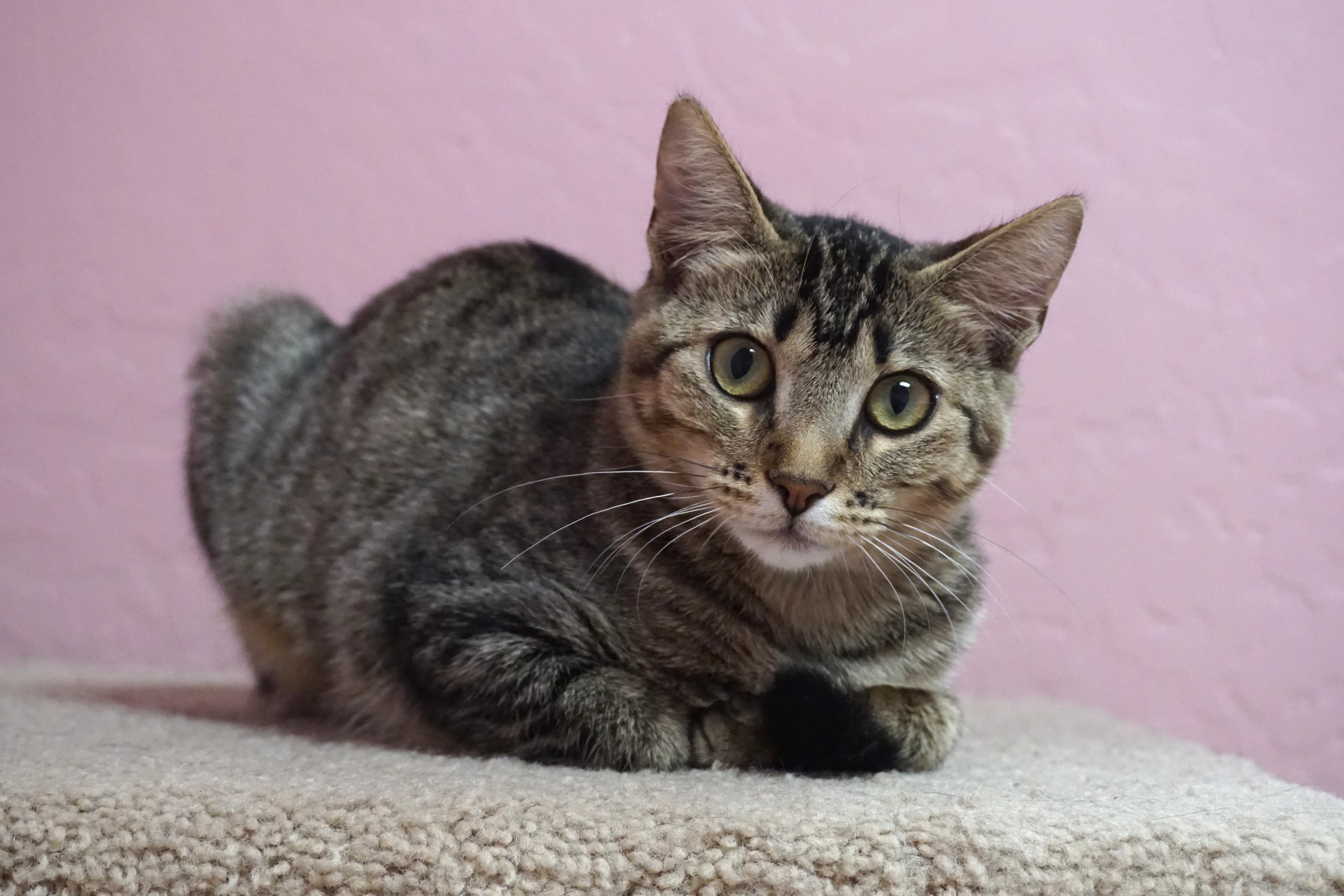 A baby small-sized male Domestic Short Hair cat named Tumbleweed for adoption in Fountain Hills, AZ