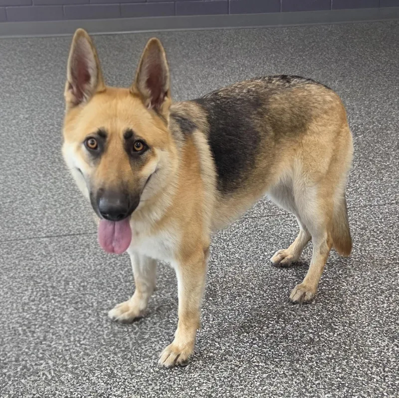 An adult large-sized female Bicolor German Shepherd Dog dog named Cloe for adoption in Lincolnshire, IL