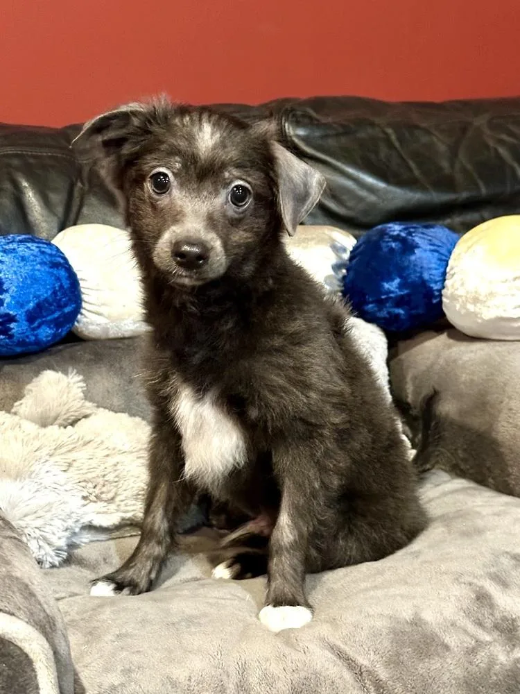 A baby small-sized male Gray / Blue / Silver Maltese dog named Jagger for adoption in Milton, GA