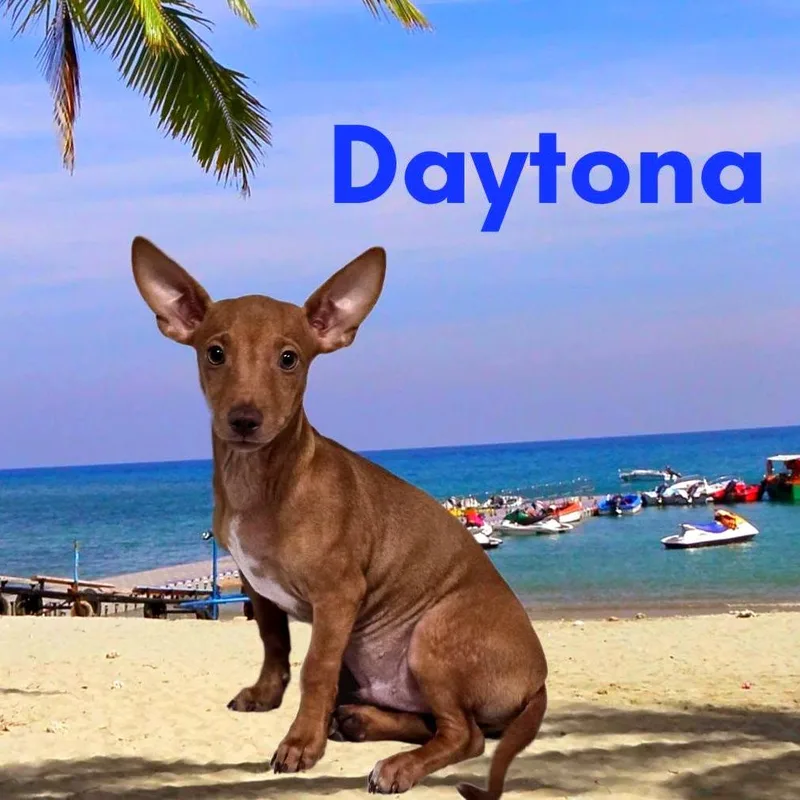 A young small-sized male Red / Chestnut / Orange Mixed Breed dog named Daytona for adoption in Joliet, IL