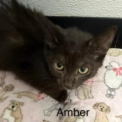 Amber