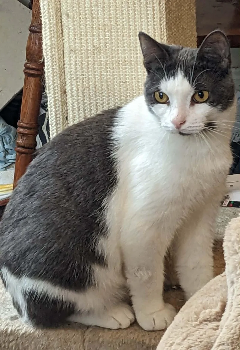 A young large-sized male Extra-Toes Cat / Hemingway Polydactyl cat named Tyler extra toes for adoption in Newark, NJ