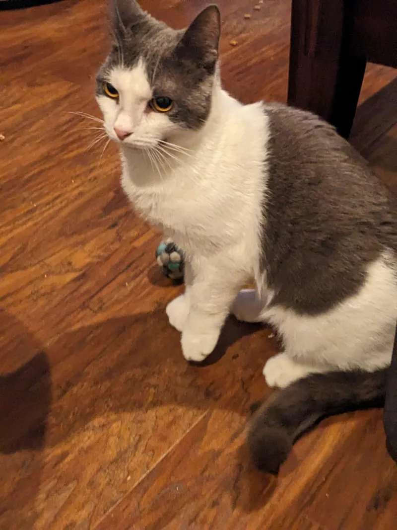 Tyler  extra toes thumbnail 3