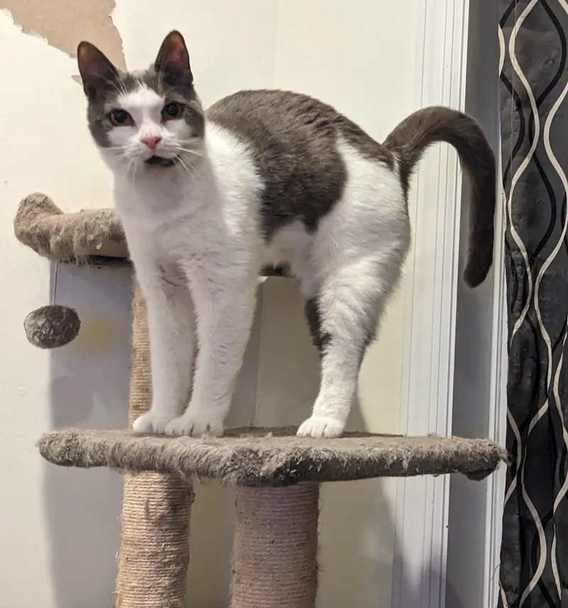 Tyler  extra toes thumbnail 4