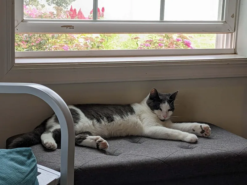 Tyler  extra toes thumbnail 5