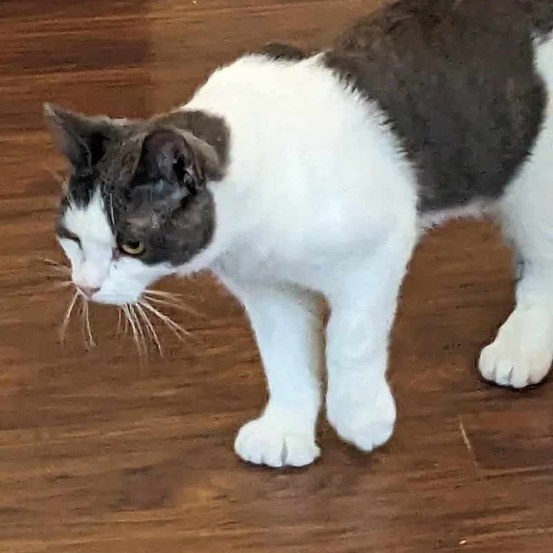 Tyler  extra toes thumbnail 6