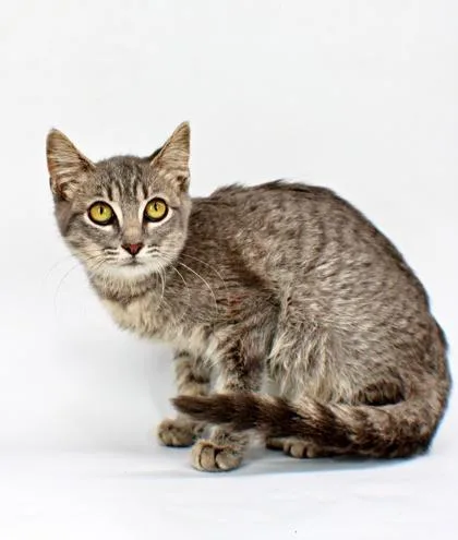 A baby small-sized female Domestic Short Hair cat named Amelia for adoption in Morton Grove, IL