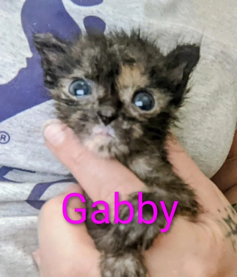 A baby small-sized female Domestic Short Hair cat named Gabby for adoption in Ada, OK