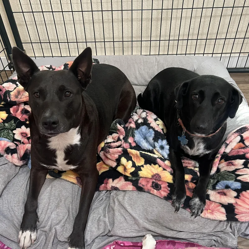 A young medium-sized female Black Labrador Retriever dog named Chavi for adoption in San Antonio, TX