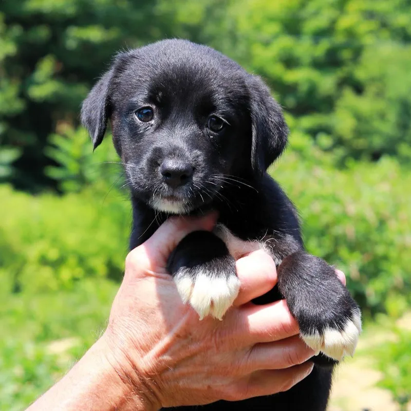 A baby medium-sized female Brown / Chocolate Labrador Retriever dog named CT Pitch avail Aug for adoption in Eastford, CT