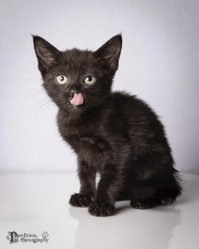 A young medium-sized female Black Domestic Short Hair cat named Juliette for adoption in Maryville, TN