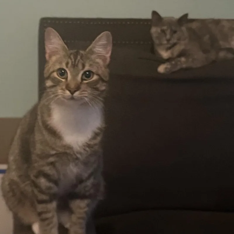 Fluffernut thumbnail 2