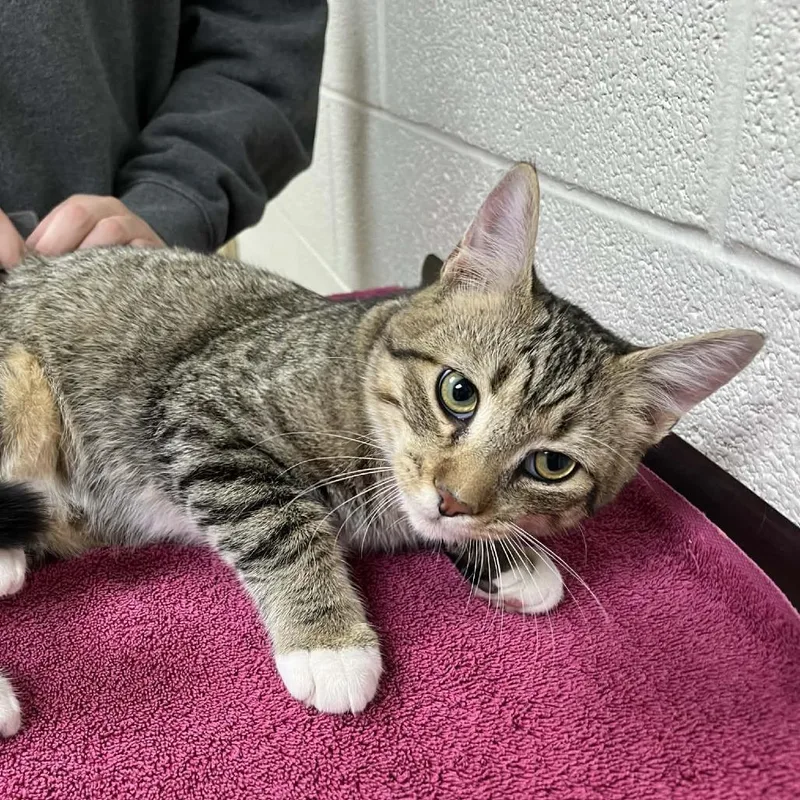 Fluffernut thumbnail 3