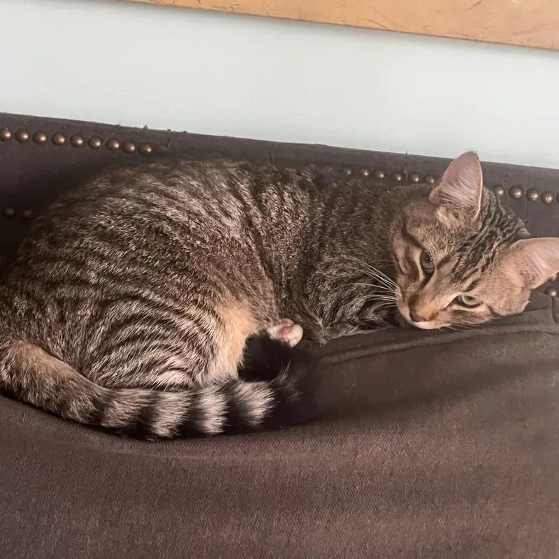 Fluffernut thumbnail 4