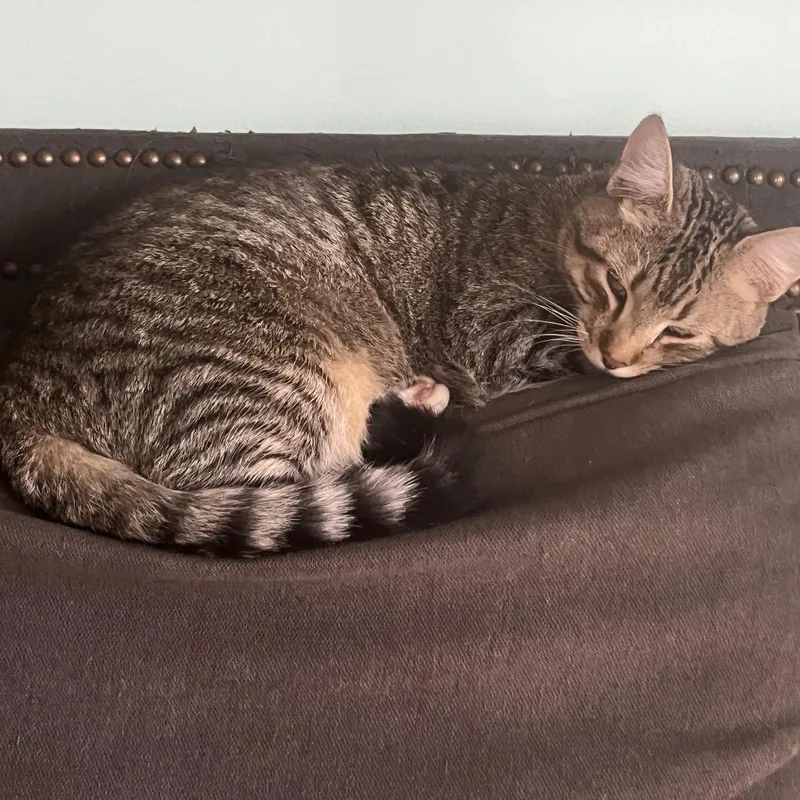 Fluffernut thumbnail 5