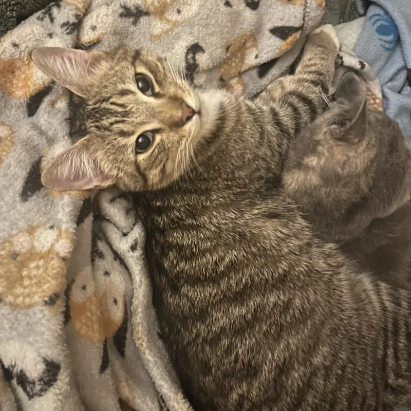 Fluffernut thumbnail 6