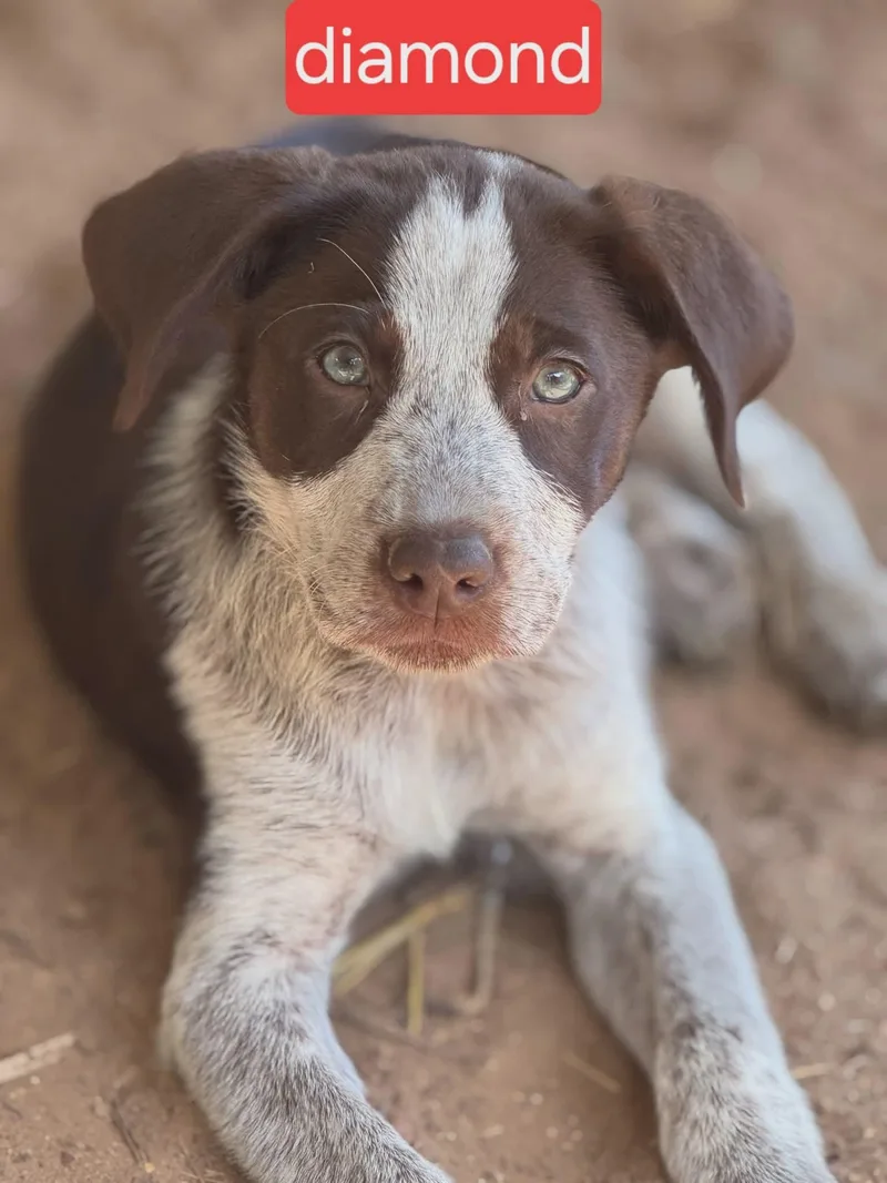 A baby medium-sized female Australian Cattle Dog / Blue Heeler dog named Diamond for adoption in Fort Worth, TX
