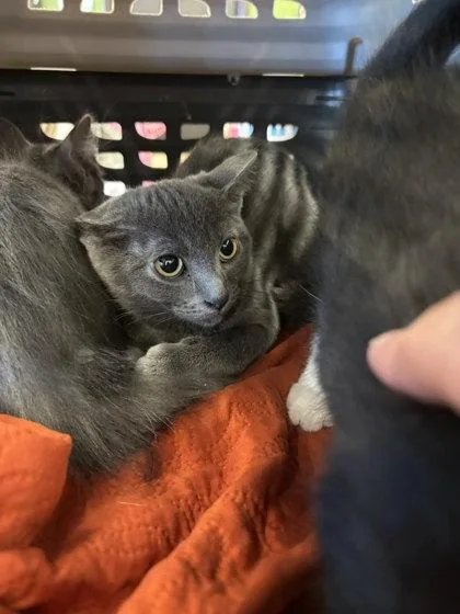 A young medium-sized female Domestic Short Hair cat named Abbey for adoption in Atlanta, GA