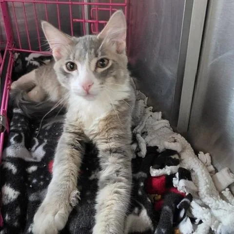 A young medium-sized male Gray / Blue / Silver Domestic Short Hair cat named Alphonse for adoption in Downers Grove, IL