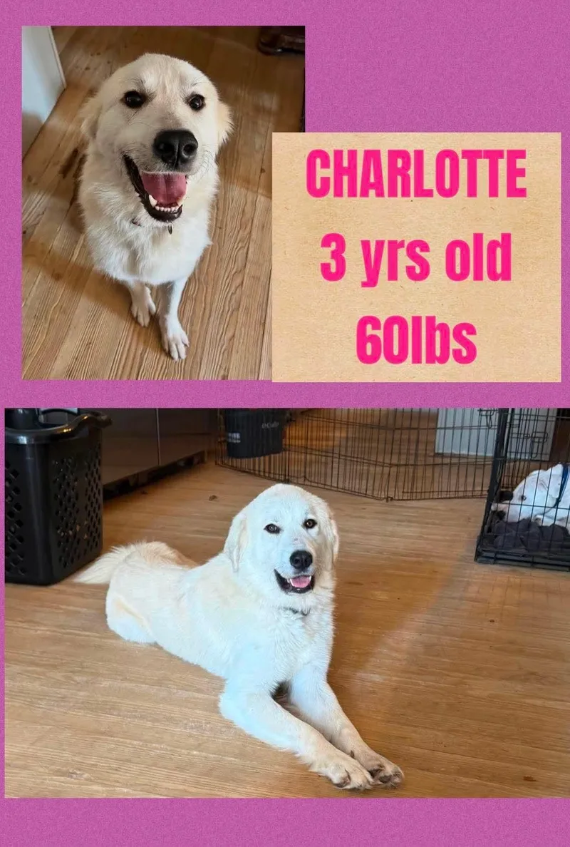 An adult medium-sized female Great Pyrenees dog named Charlotte for adoption in Holbrook, NY