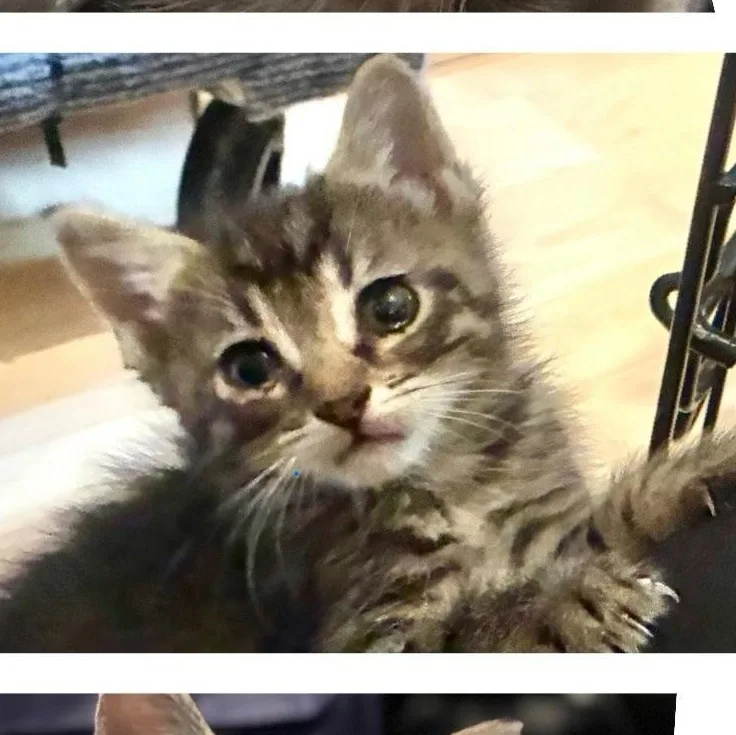 A baby medium-sized female Domestic Short Hair cat named Artemis for adoption in atlanta, GA