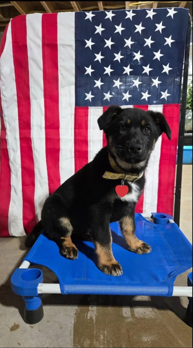 A baby medium-sized male German Shepherd Dog dog named Dino for adoption in Centreville, VA