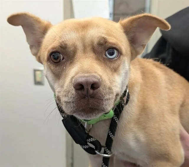 A young large-sized female Pit Bull Terrier dog named Marta for adoption in Tucson, AZ