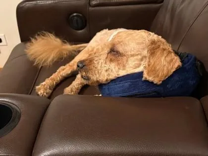 A senior small-sized male Miniature Poodle dog named Simba for adoption in Downers Grove, IL